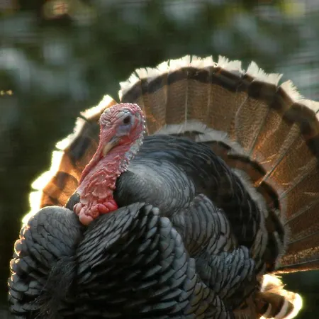 Antica Grancia Benedettina Lantgård *