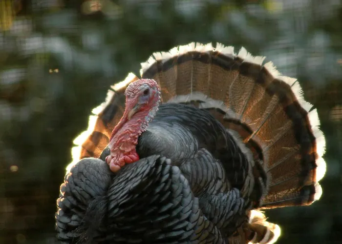 Antica Grancia Benedettina Farmház *